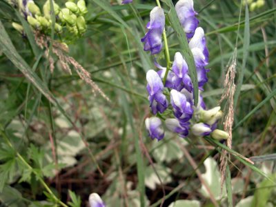 p.136 Flora of NB