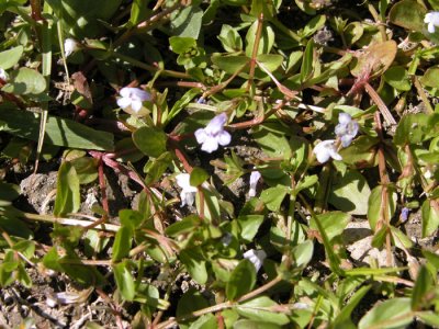 S3 UNCOMMON-p 392 Flora of NB