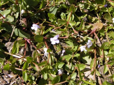 S3 UNCOMMON-p 392 Flora of NB