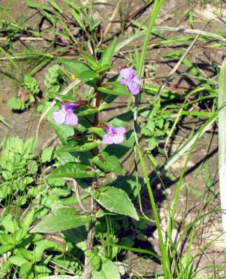 p 393 Flora of NB
