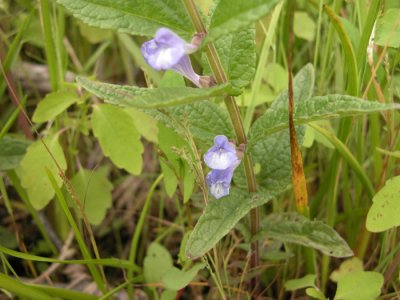 p 393 Flora of NB