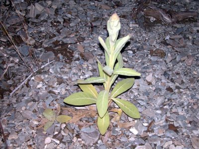 p 396 Flora of NB