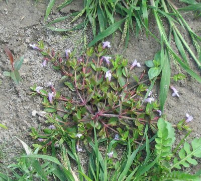 (Lindernia dubia)False pimpernel/Lindernie douteuse