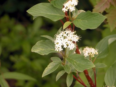 P 320 Flora of NB
