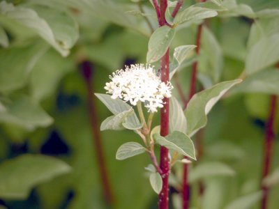 p 320 Flora of NB