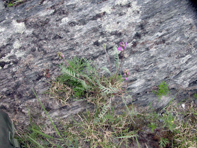 p 304 Flora of NB S3