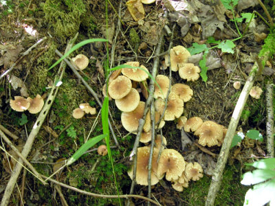 Mushroom 13