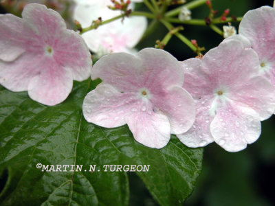 Viburnum opulus