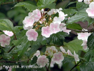Viburnum opulus