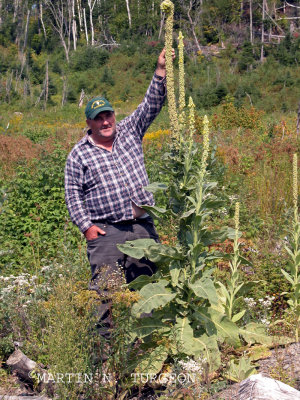 p 396 Flora of NB