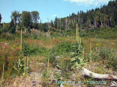p 396 Flora of NB