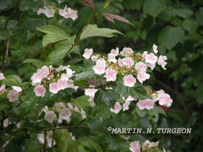Viburnum opulus