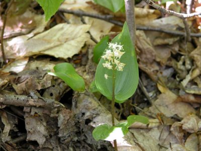 p 626 Flora of NB