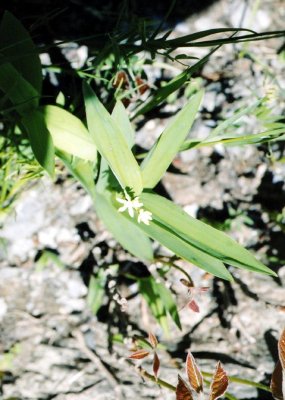 p 627 Flora of NB