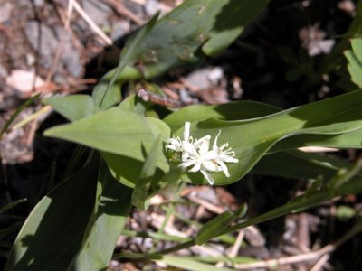 p 627 Flora of NB