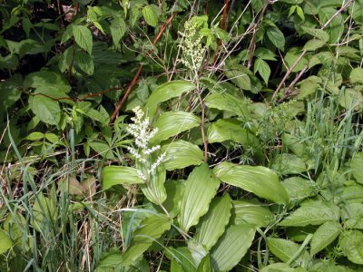 p 627 Flora of NB