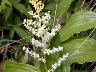 p 627 Flora of NB