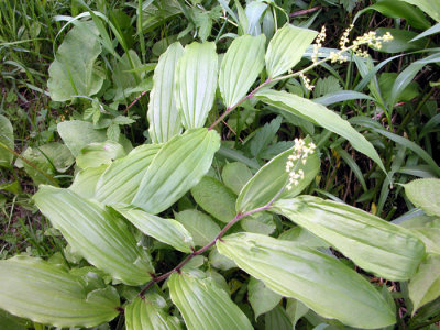 p 627 Flora of NB