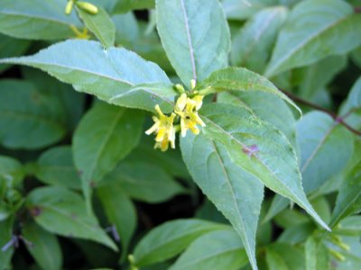 p 413 Flora of NB