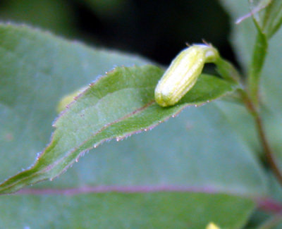 p 413 Flora of NB