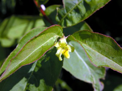 p 413 Flora of NB