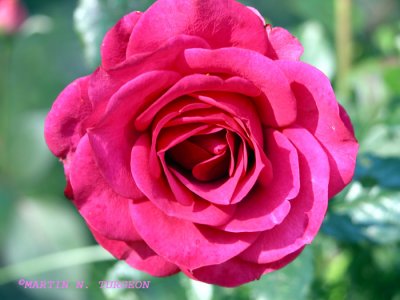 Flower/fleur 5