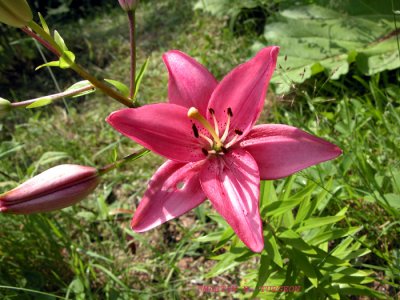Flower/fleur 9