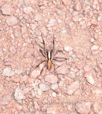 Alopecosa aculeata - Lycosidae - Wolf Spiders