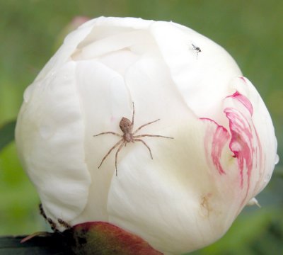 Spider/Araigner and Fly/Mouche