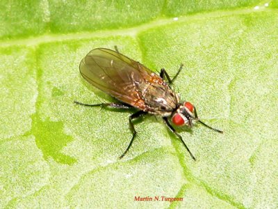 Diptera 2