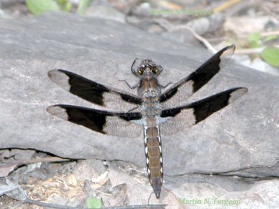 Odonata Anisoptera 3