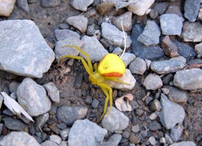 Misumena vatia - Female -Yellow Goldenrod Crab Spider