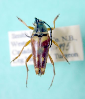 Typocerus v.velutinus(Cerambycidae)