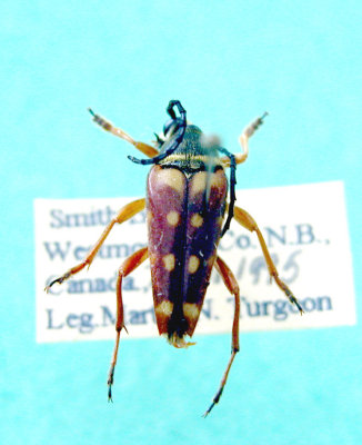 Typocerus v.velutinus(Cerambycidae)