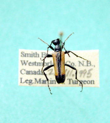 Strangalepta abbreviata(Cerambycidae)