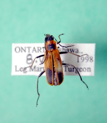 Chauliognathus pensylvanicus-Ontario