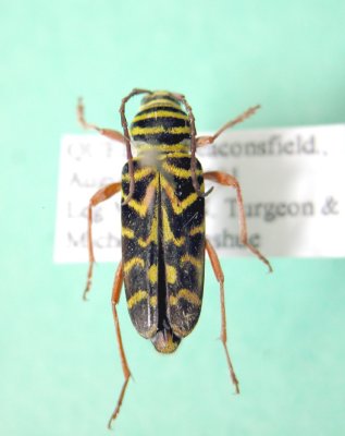 Locust Borer-Megacyllene robiniae Quebec