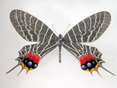 MOTHS/BUTTERFLIES-Papillons IN MNT Collection excluding Canada