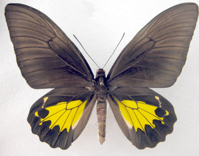 Troides oblongomaculatus papuensis