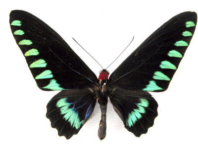 Trogonoptera trojana