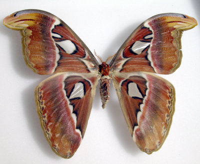 Attacus sp