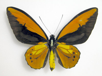 Ornithoptera croesus lydius male 2