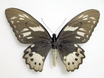 Ornithoptera priamus poseidon female
