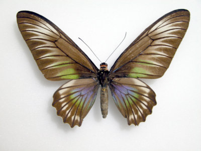 Trogonoptera trojana female