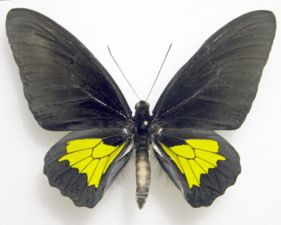 Troides oblongomaculatus papuensis