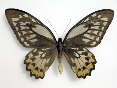 Ornithoptera croesus lydius female