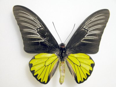Troides magellanus