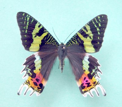 Chrysiridia madagascariensis(Moth)