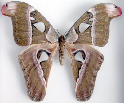 Attacus caesaro female