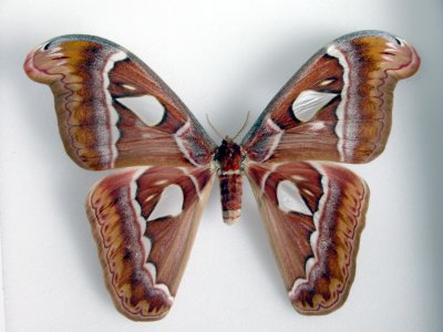 Attacus dohertyi female